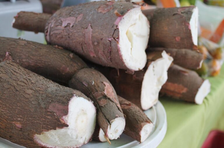 Produção de mandioca em Goiás